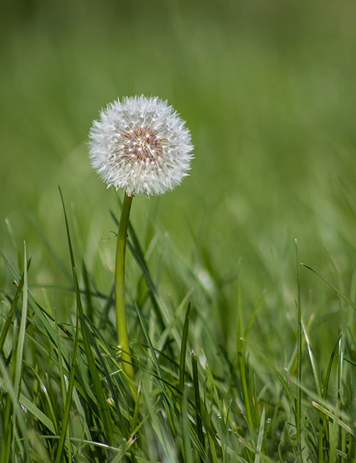 Trauerreden | Abschied nehmen